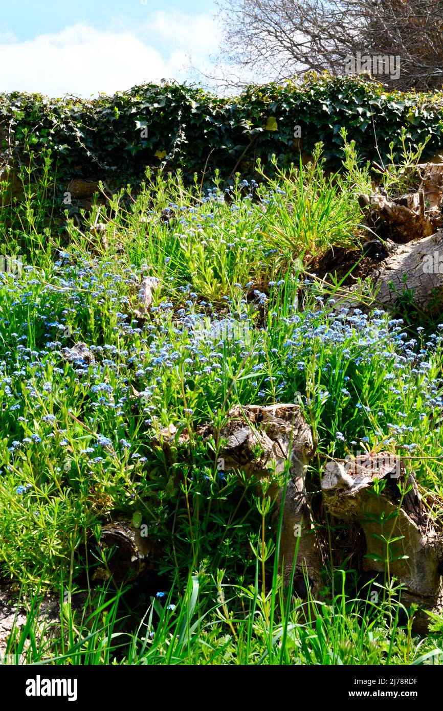 Forget me nots (Myosotis) growing on old tree trunks Hook Norton ...