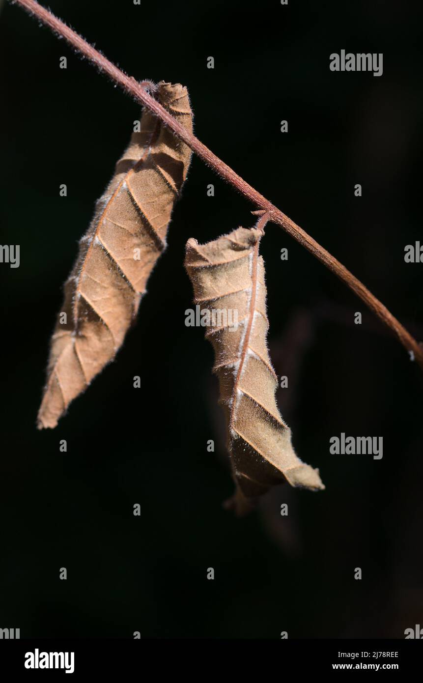 dead autumn leaves hanging on branch Stock Photo