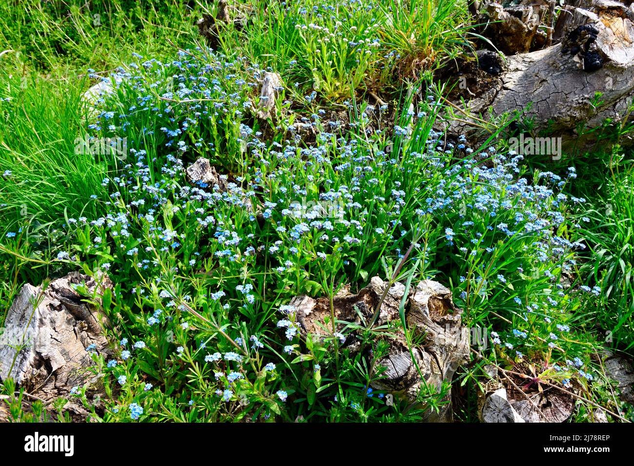 Forget me nots (Myosotis) growing on old tree trunks Hook Norton ...