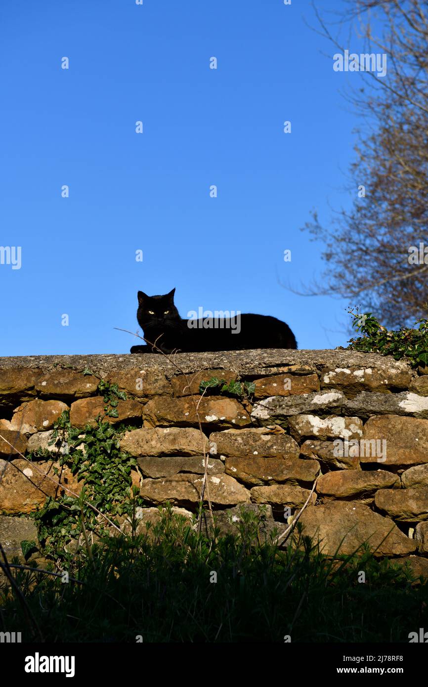 Black Cat (Felis catus) laid on a stone wall relaxing Hook Norton ...