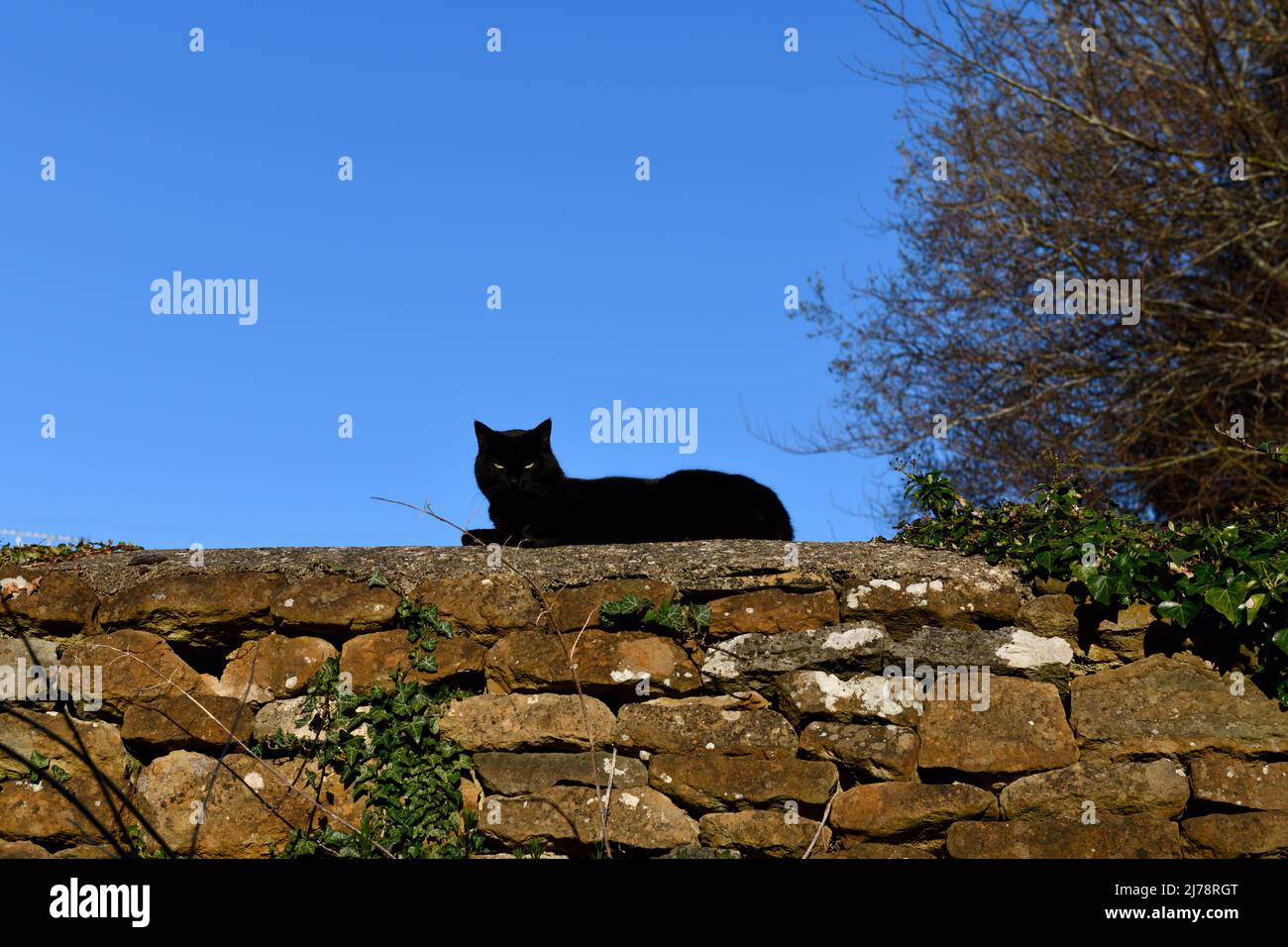 Black Cat (Felis catus) laid on a stone wall relaxing Hook Norton ...