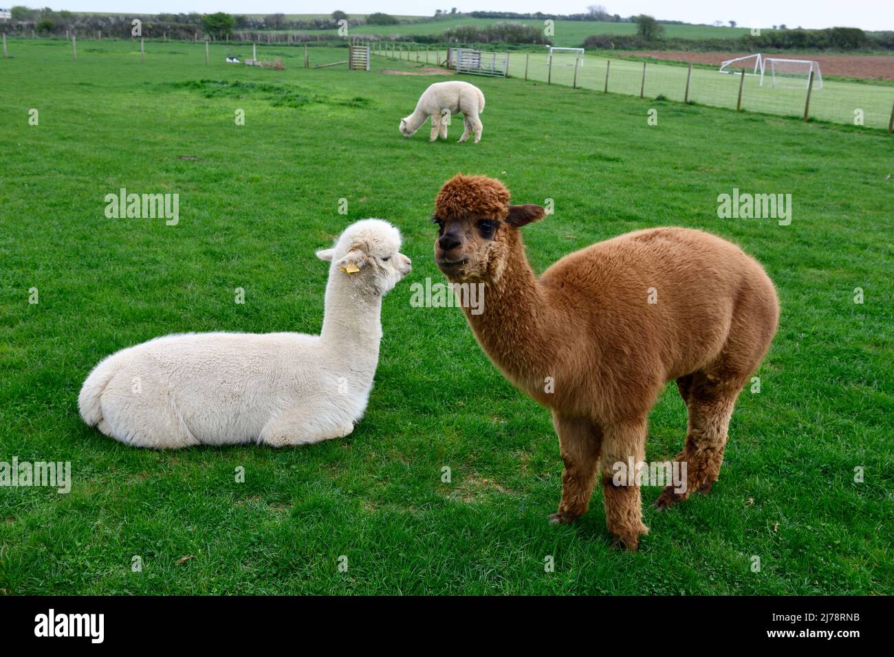 llama (lama glama) Cornwall England uk Stock Photo Alamy