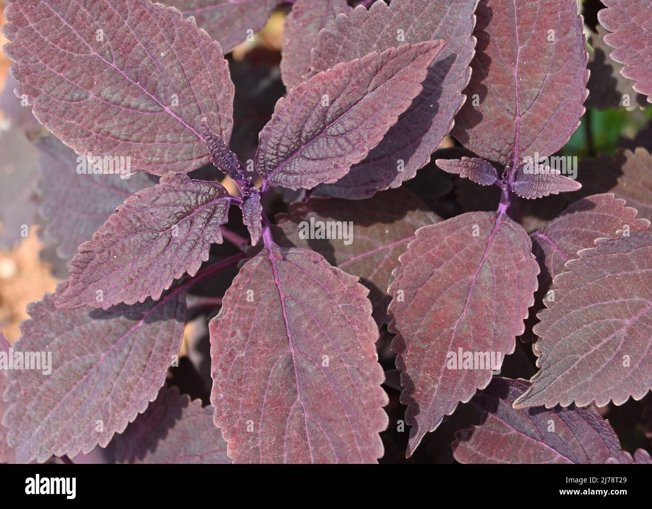 Overhead view of growing leaves of dark purple Dark Star’ coleus Plectranthus scutellarioides plant Stock Photo