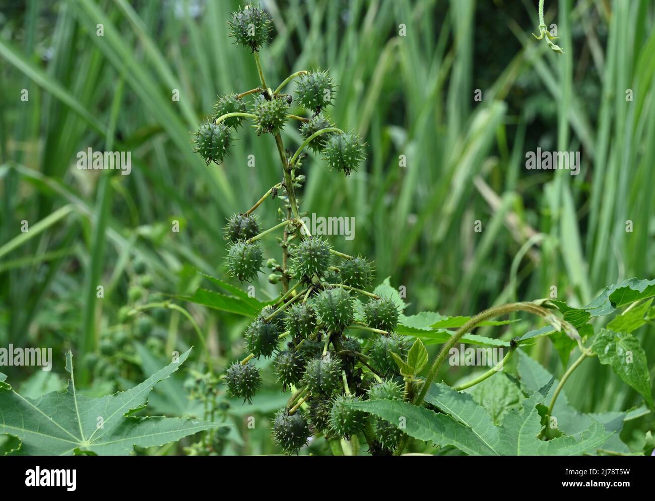 A large cluster of mature seed capsules elevated up from the on Ricinus Communis plant in the wild Stock Photo