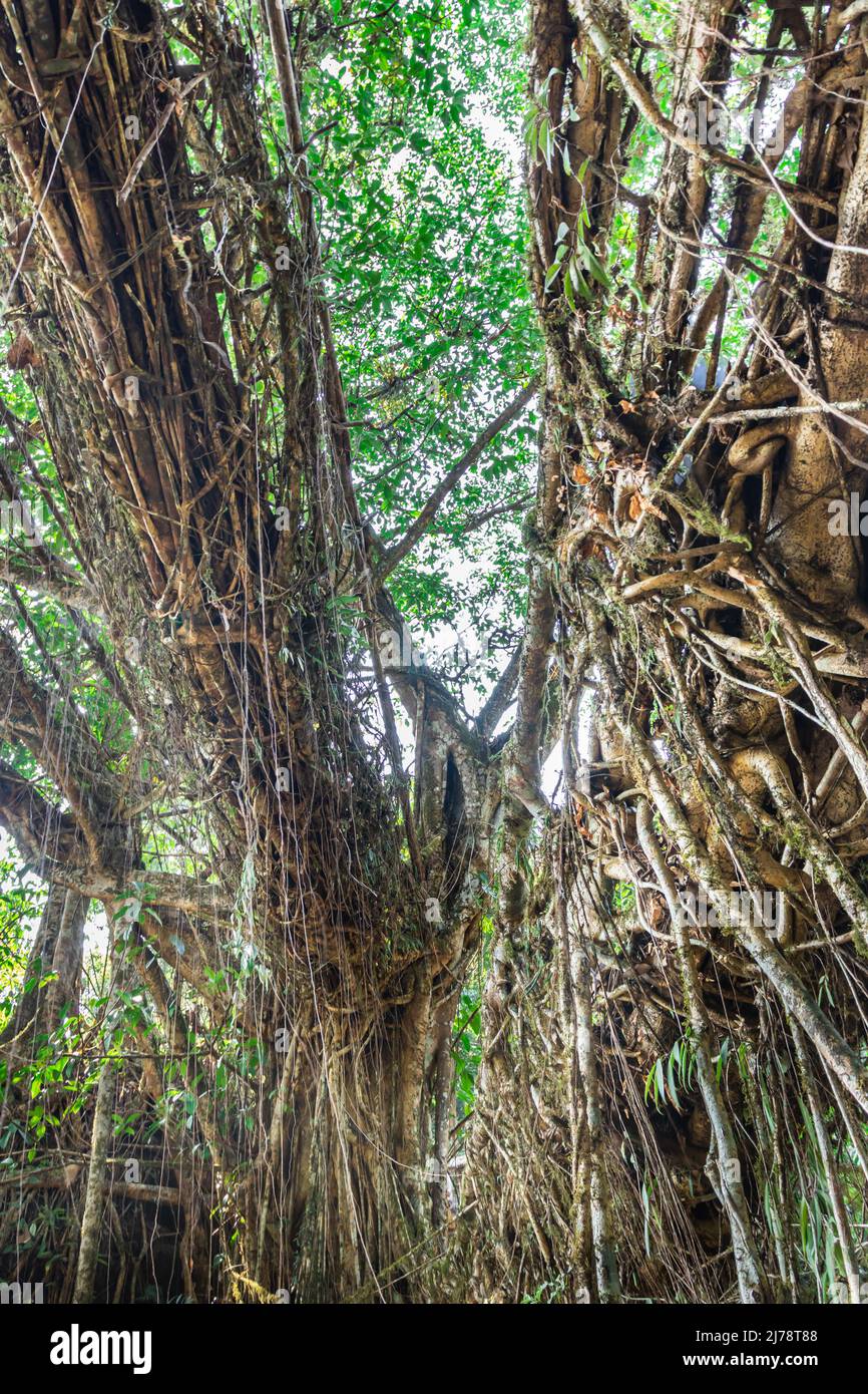 isolated tree root bridge natural formed single decker at day from flat ...