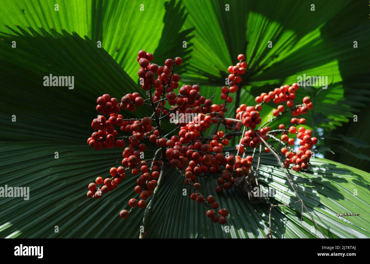 A ripe seed cluster of ruffled fan palm plant (Licuala grandis) with leaves Stock Photo