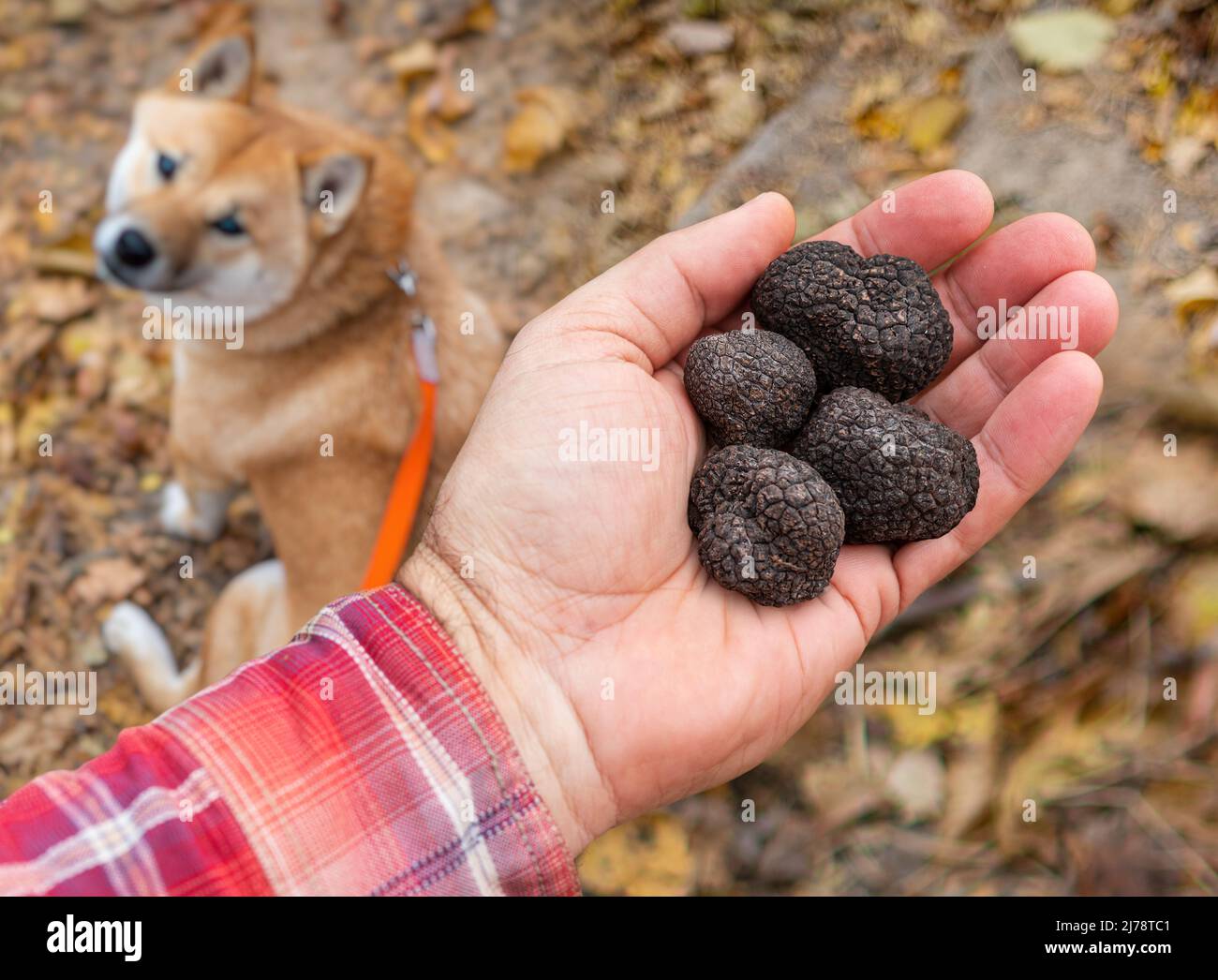 Truffle mushroom hunting. Black edible winter truffles on the wooden