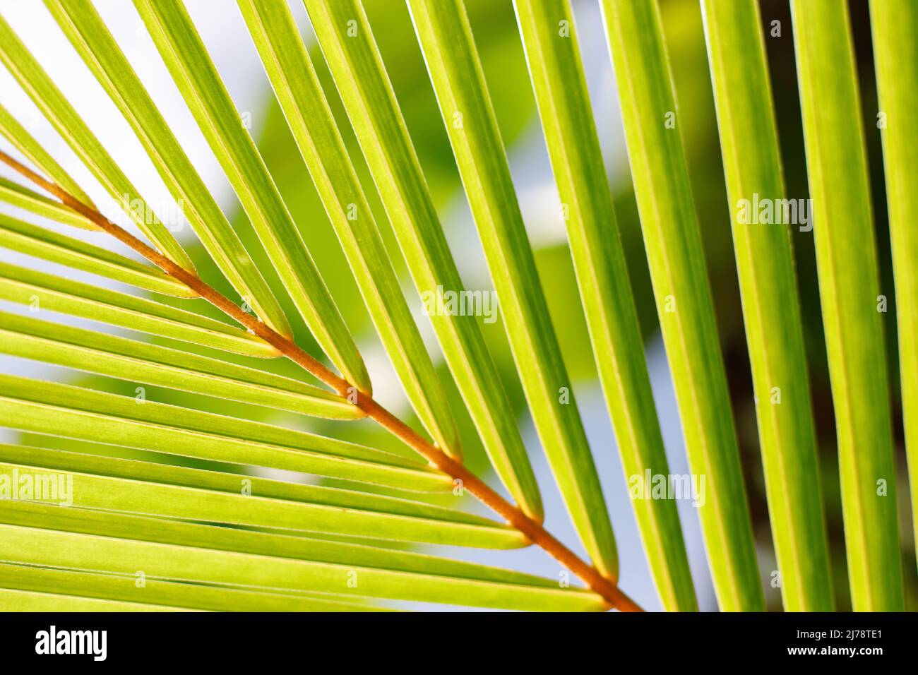 Green leave of palm tree close up Stock Photo