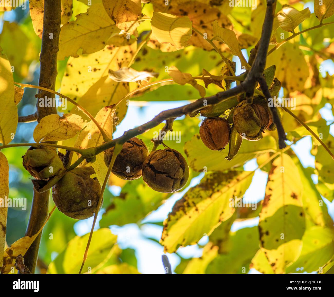 Ripe walnuts on the walnut tree close-up. Autumn background. Stock Photo