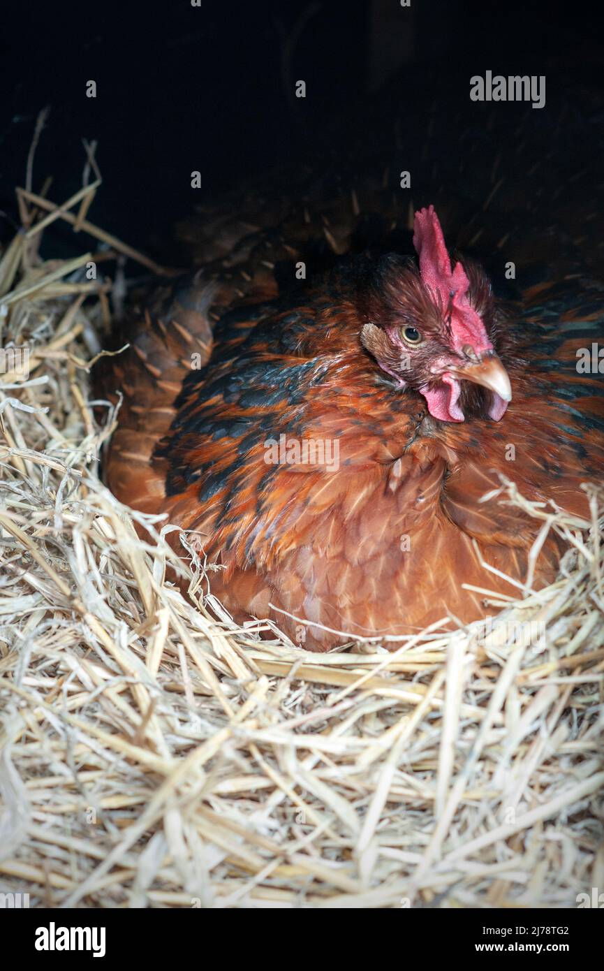 hen sitting on nest laying an egg Stock Photo