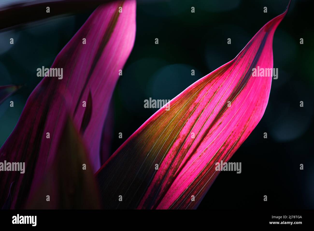 Background with cordyline fruticosa leaves with sunlight Stock Photo