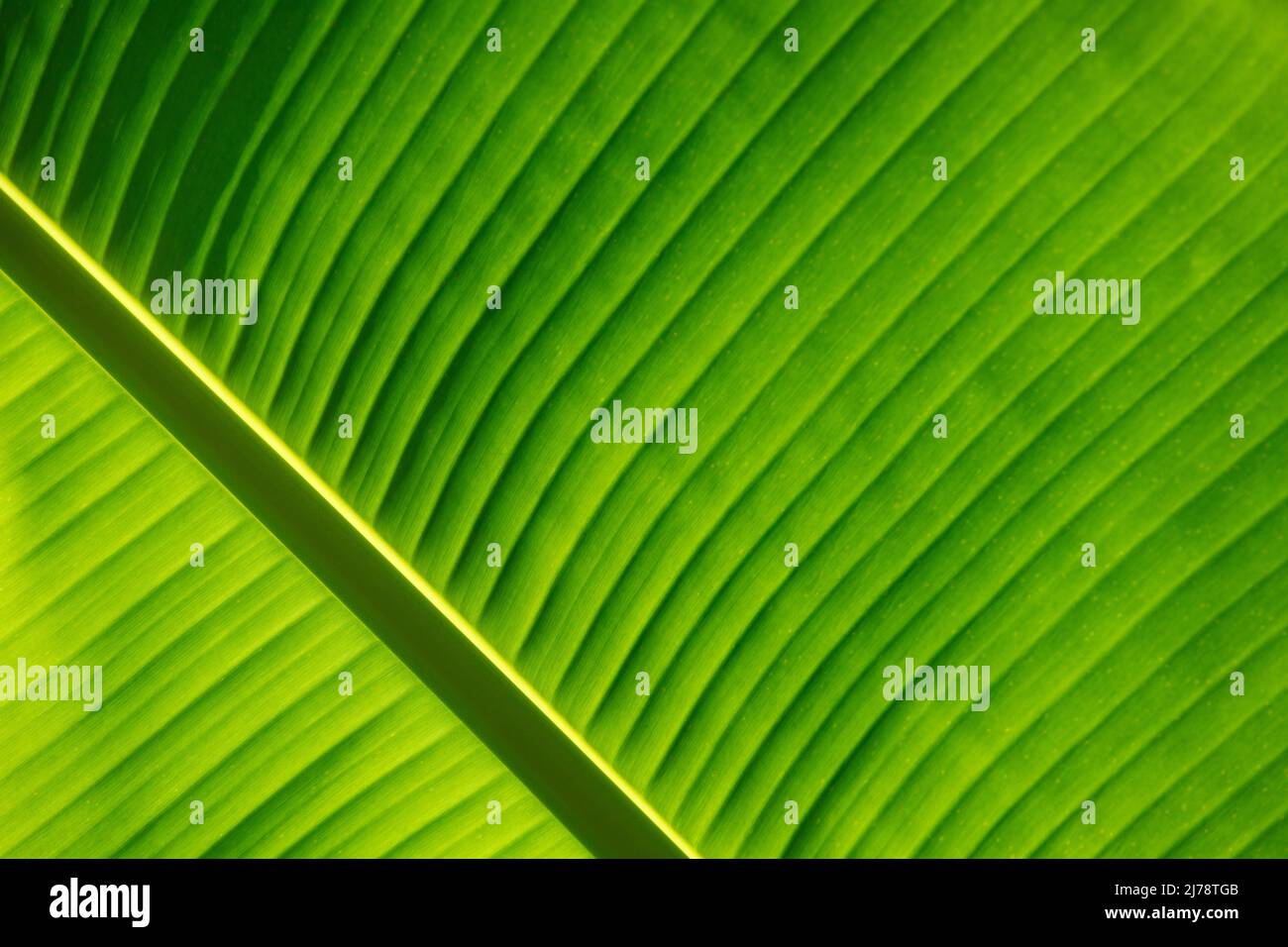 Background with fresh green leaf texture macro close-up Stock Photo