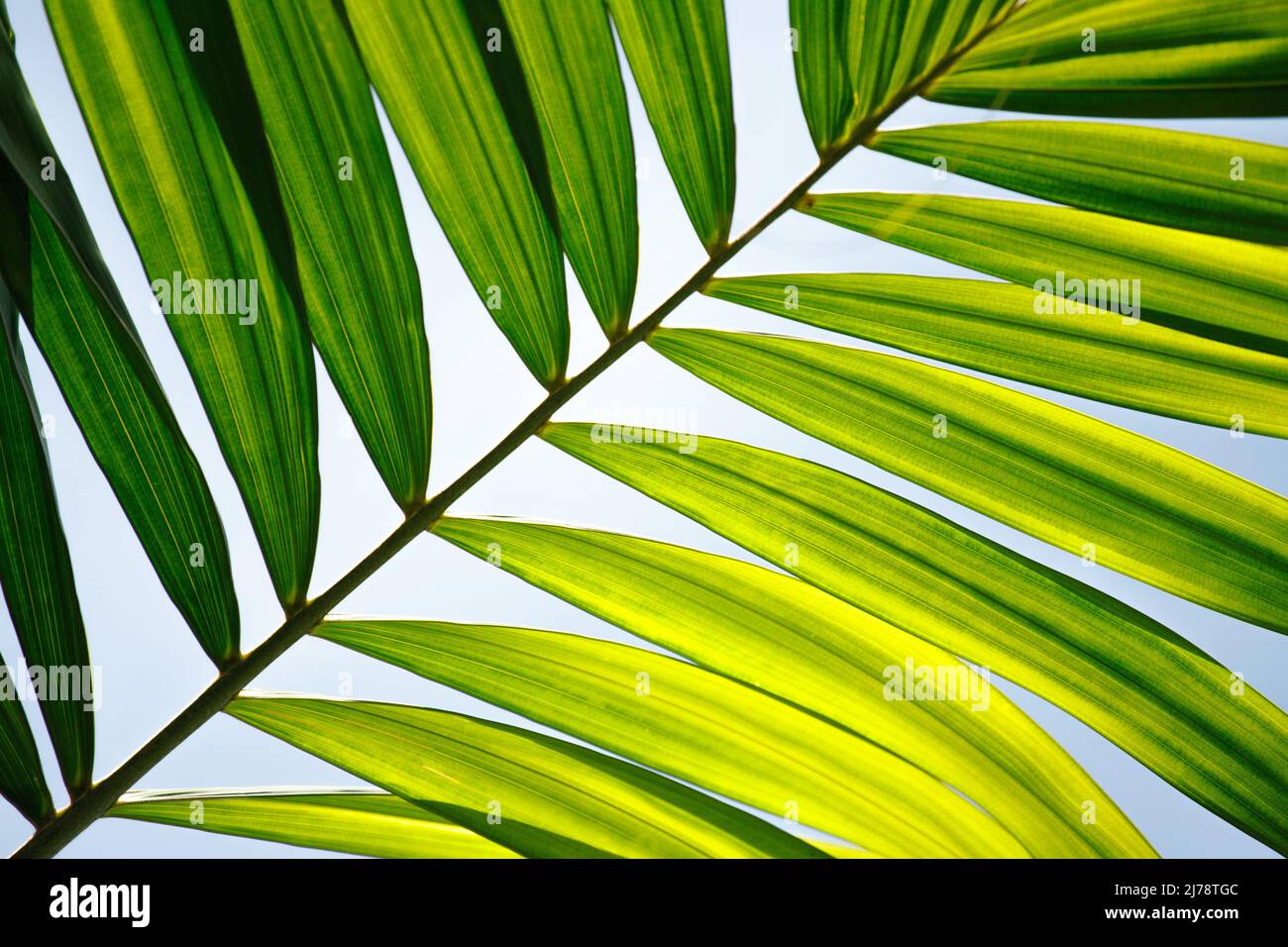 Palm leaf close up on blue sky background Stock Photo