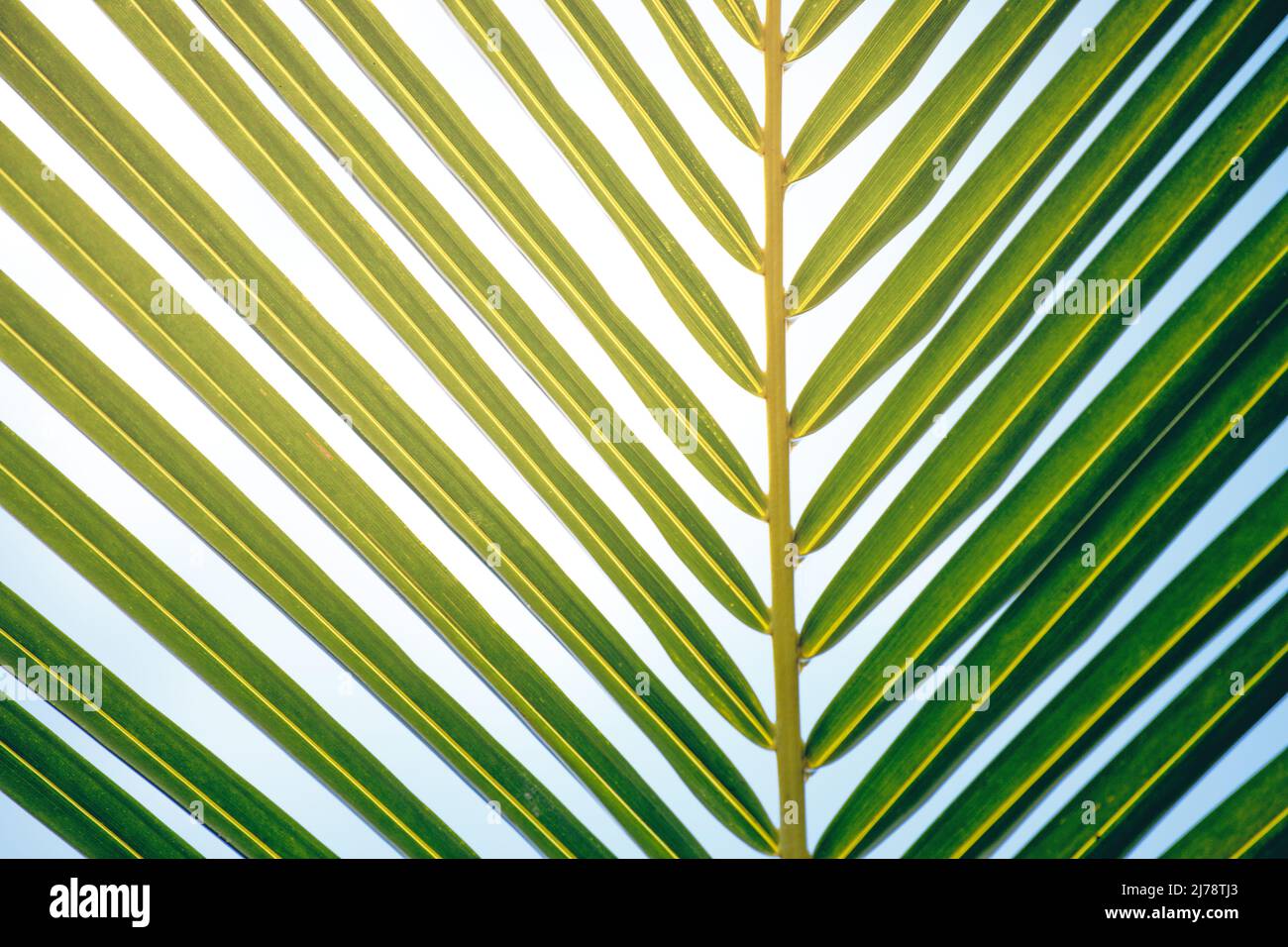Green leave of palm tree on sky background Stock Photo
