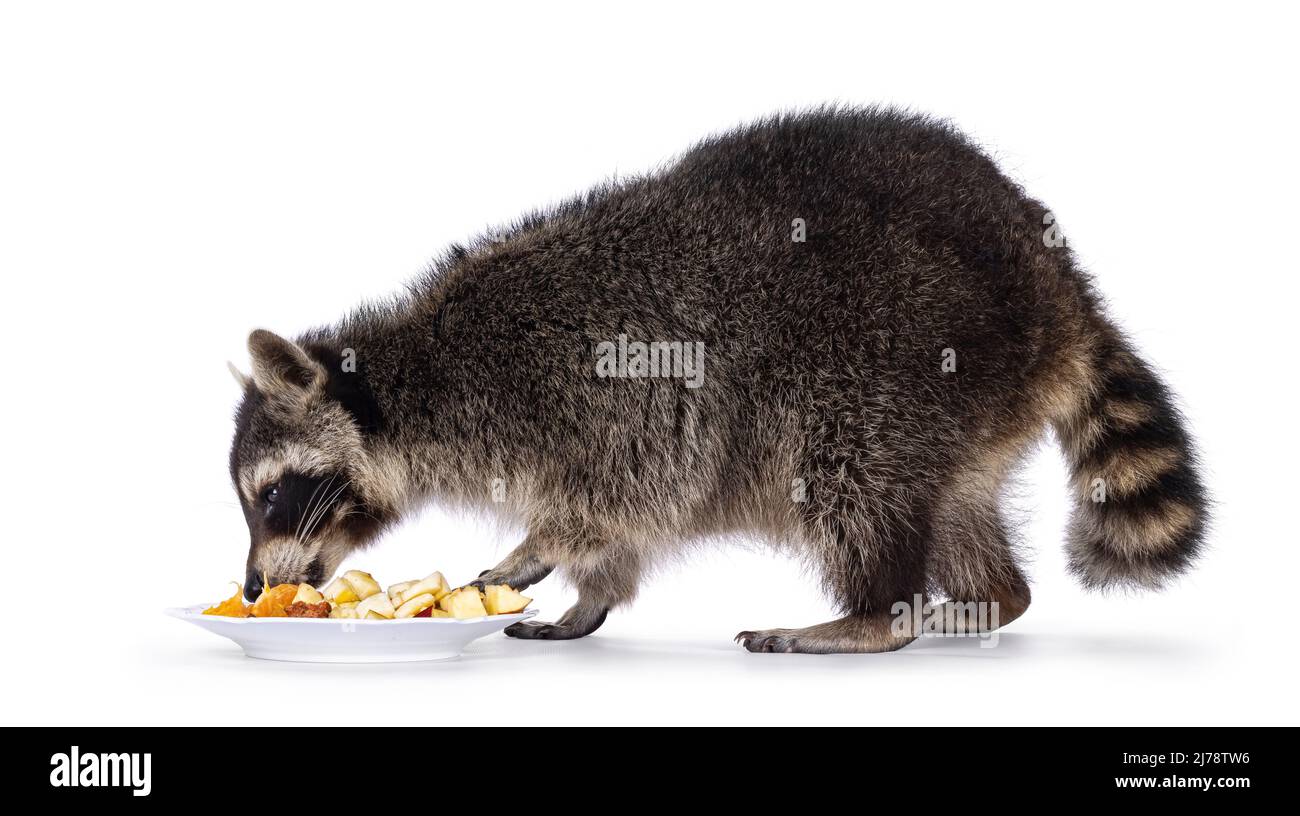 Adorable raccoon aka Procyon lotor, standing sideways. Eating fruit from a plate. Looking away from camera. Isolated on a white background. Stock Photo