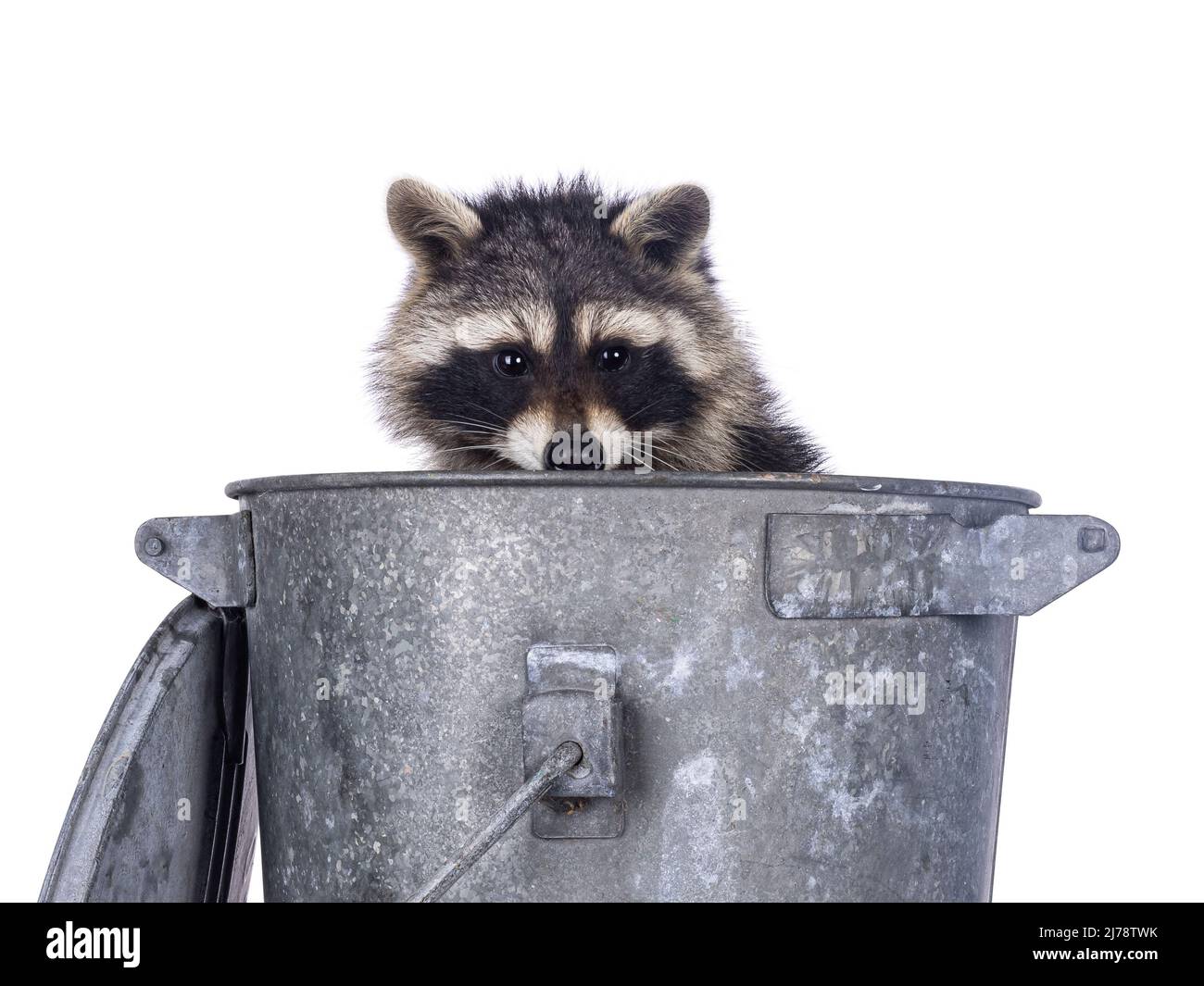 Adorable raccoon aka Procyon lotor, sitting in metal trash can. Looking