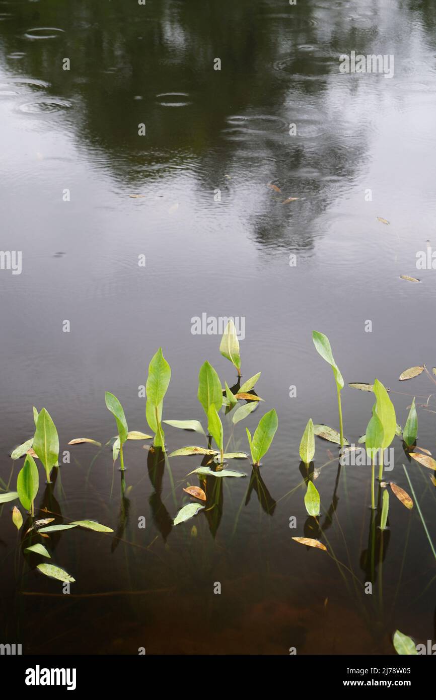 water llilies in pond with rain drops Stock Photo