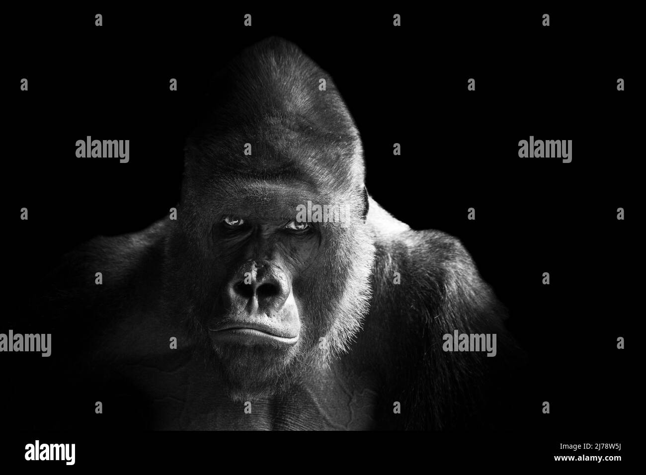 Portrait of a western lowland gorilla (GGG) close up. Silverback ...