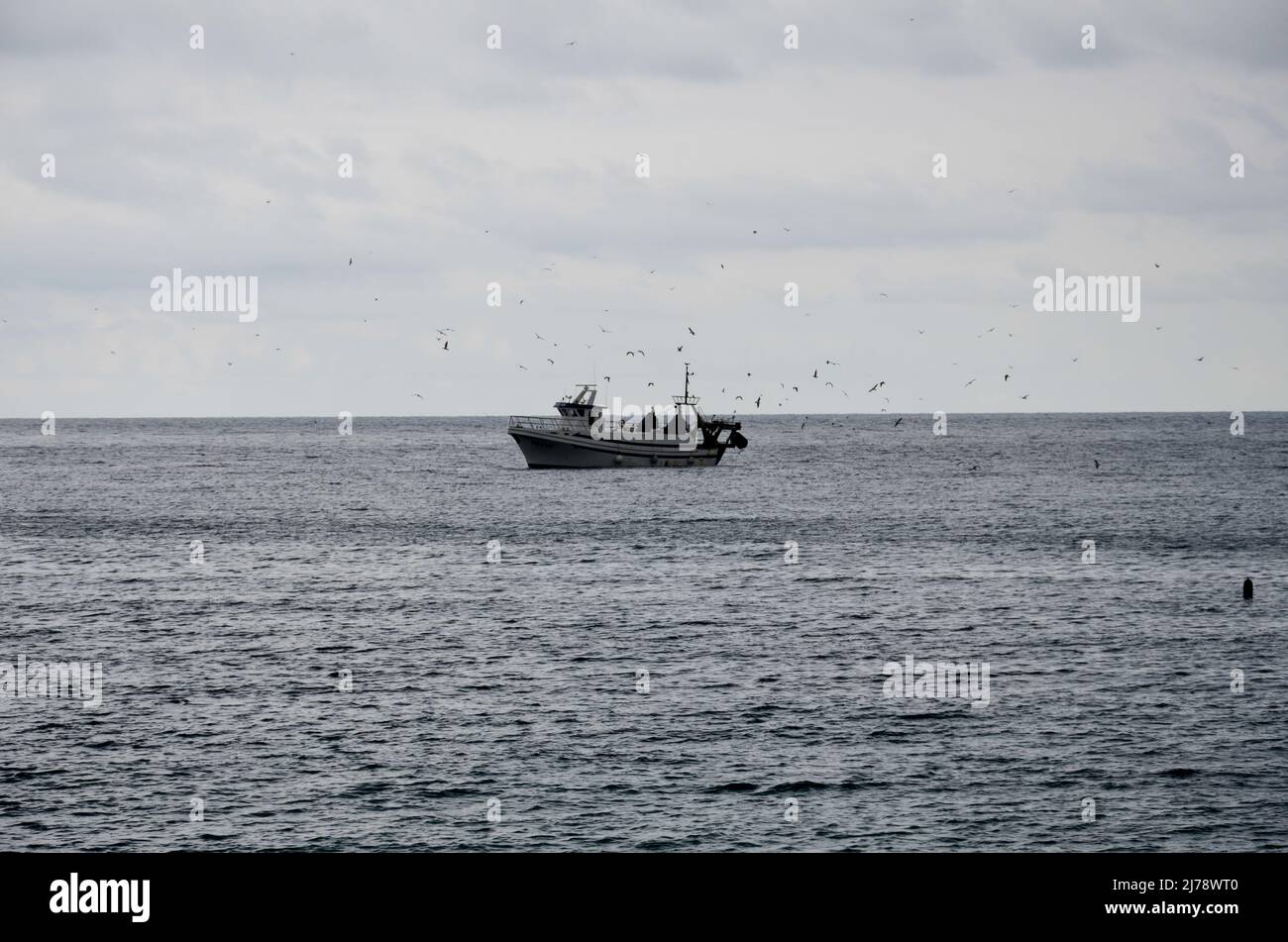 A small fishing trawler comes into the port of Denia. Above him the seagulls circle greedily for the caught fish Stock Photo