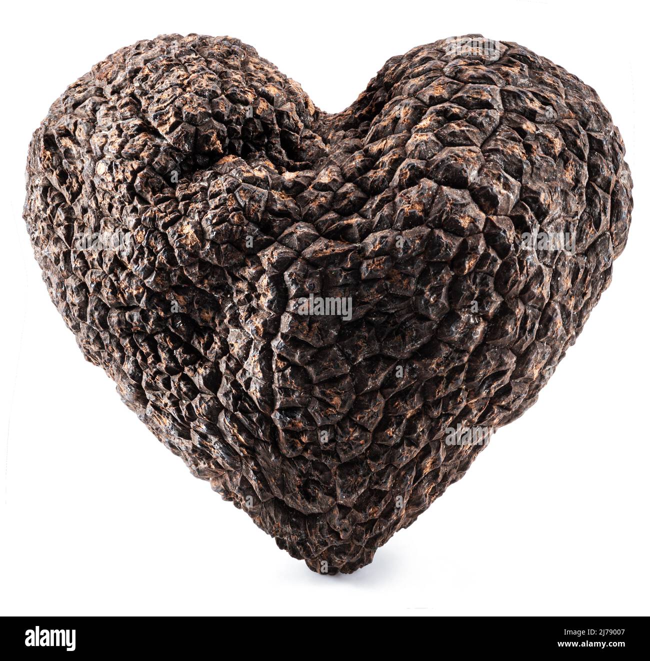 Black edible winter truffle in a shape of heart on white background. The most famous of the truffles. Stock Photo