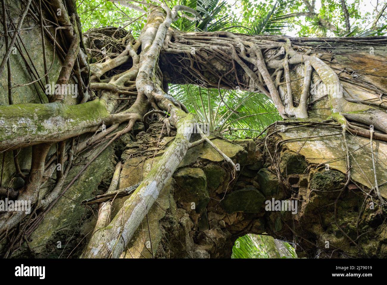 Tropical vegetation growing on the ruins of an old colonial building. Stock Photo