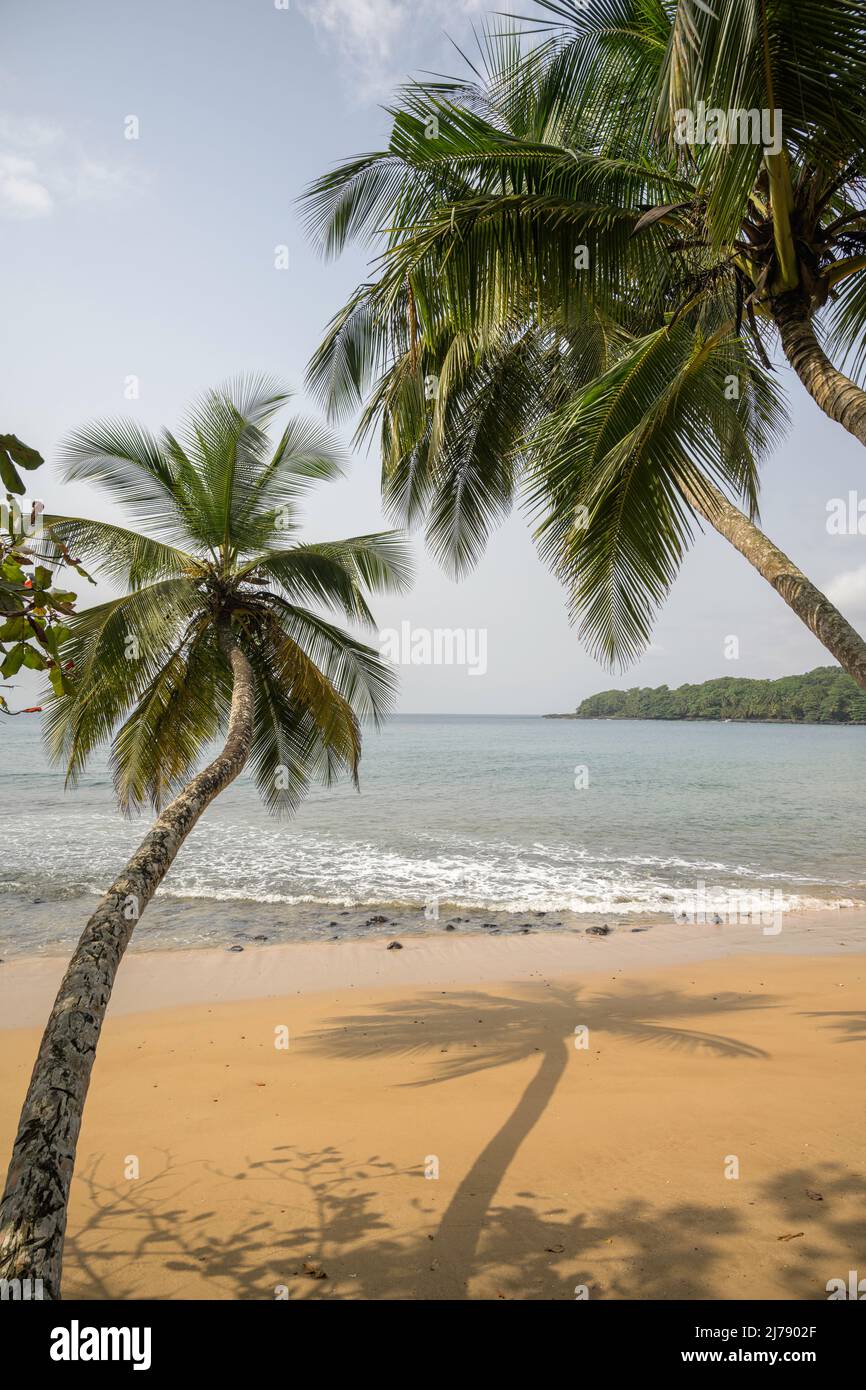 Palm trees leaning out to sea on a tropical beach. Stock Photo