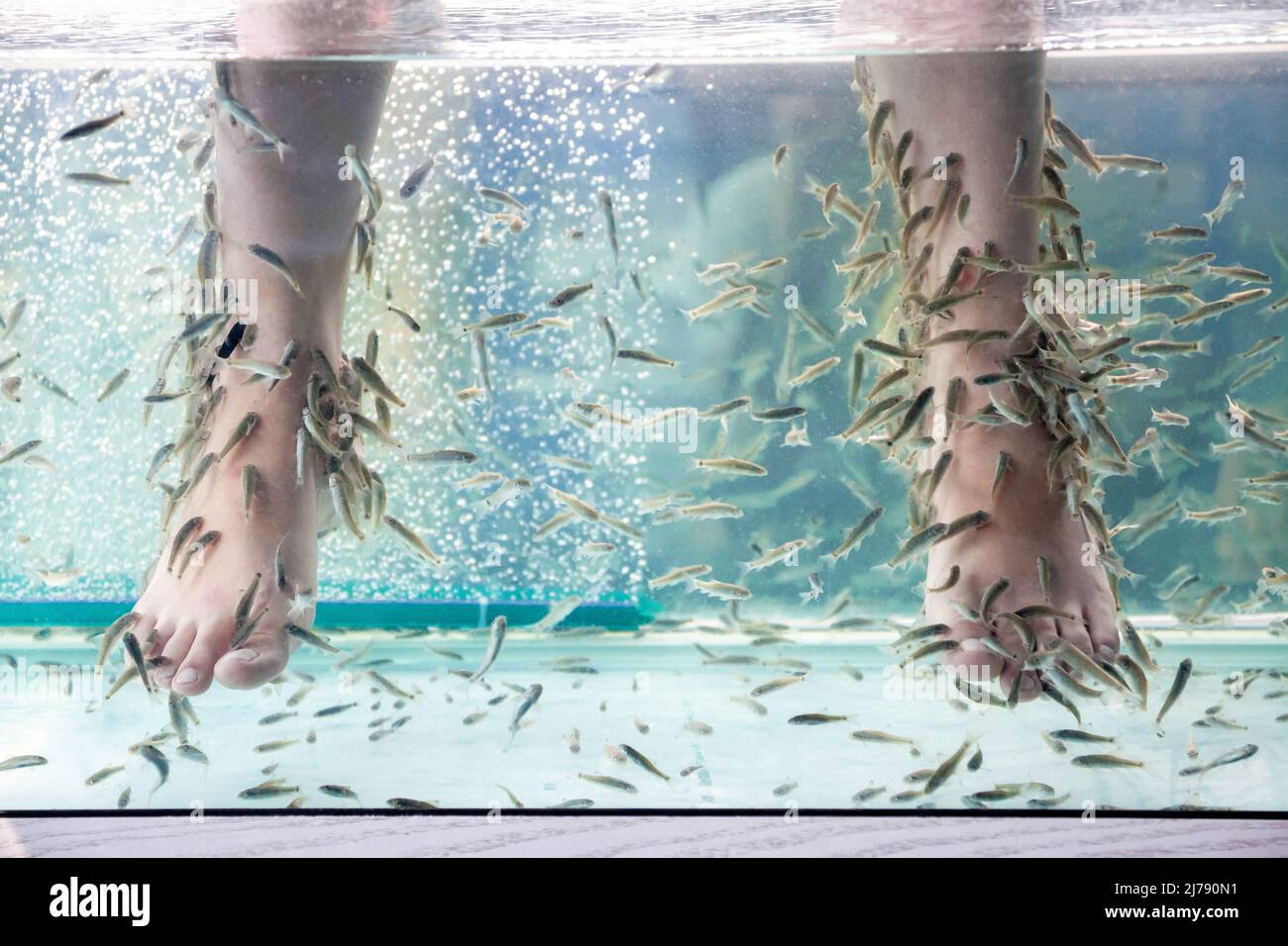 Fish Spa pedicure with Rufa Garra. Feet and fish in blue water. Closeup, selective focus Stock