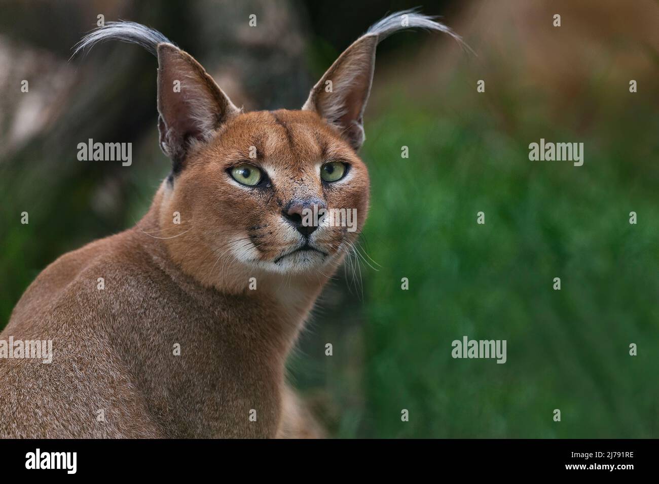 Caracal, African lynx, in green grass vegetation. Beautiful wild cat in