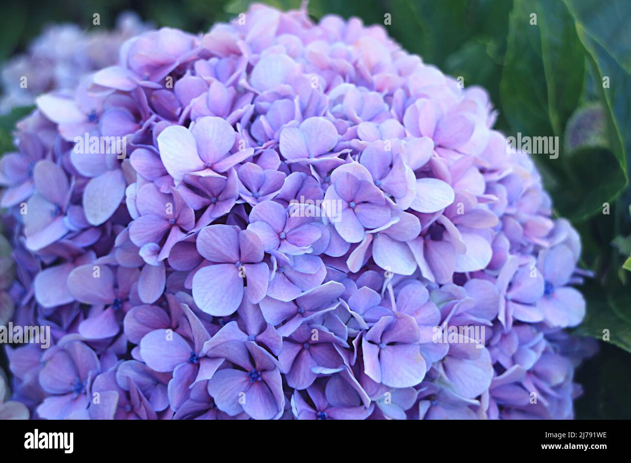 Closeup of a stunning Hydrangea blooming on Easter Island, Chile, South America Stock Photo