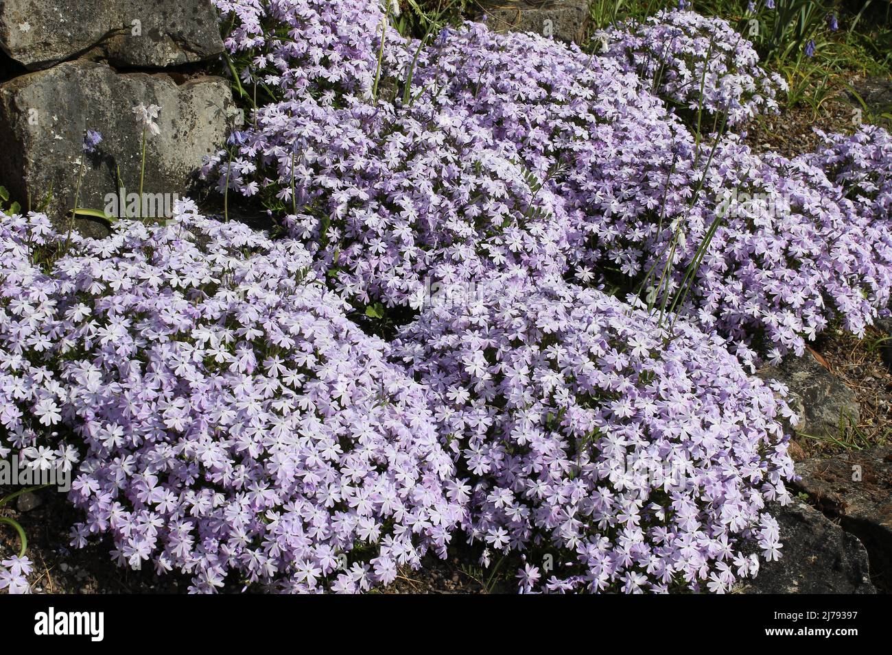 Creeping Phlox Emerald Cushion Stock Photo