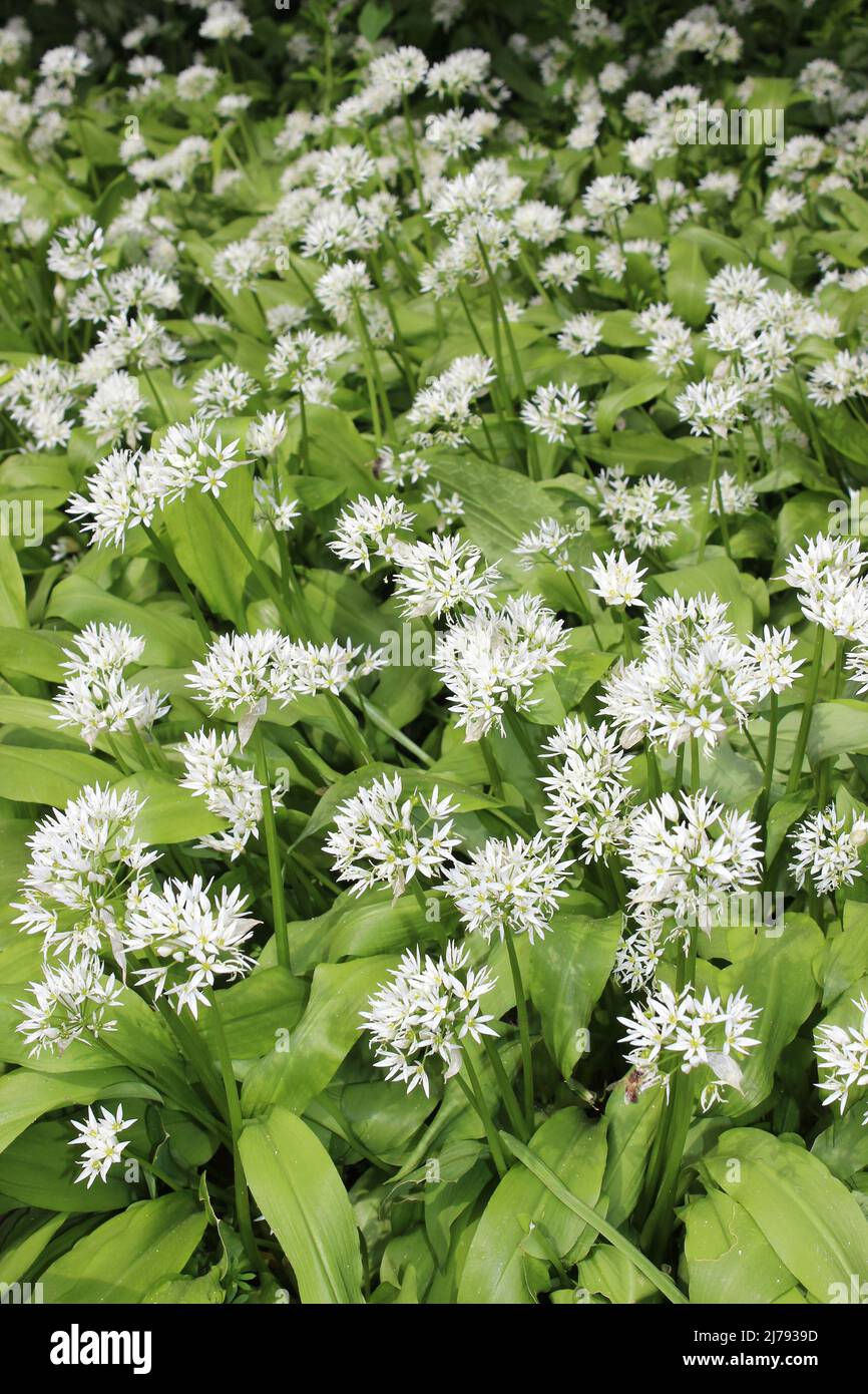 Wild Garlic or Ramsons Allium ursinum Stock Photo