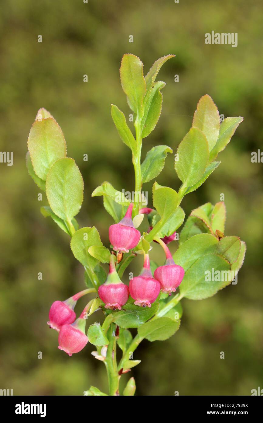 Flowering Bilberry  Vaccinium myrtillus Stock Photo