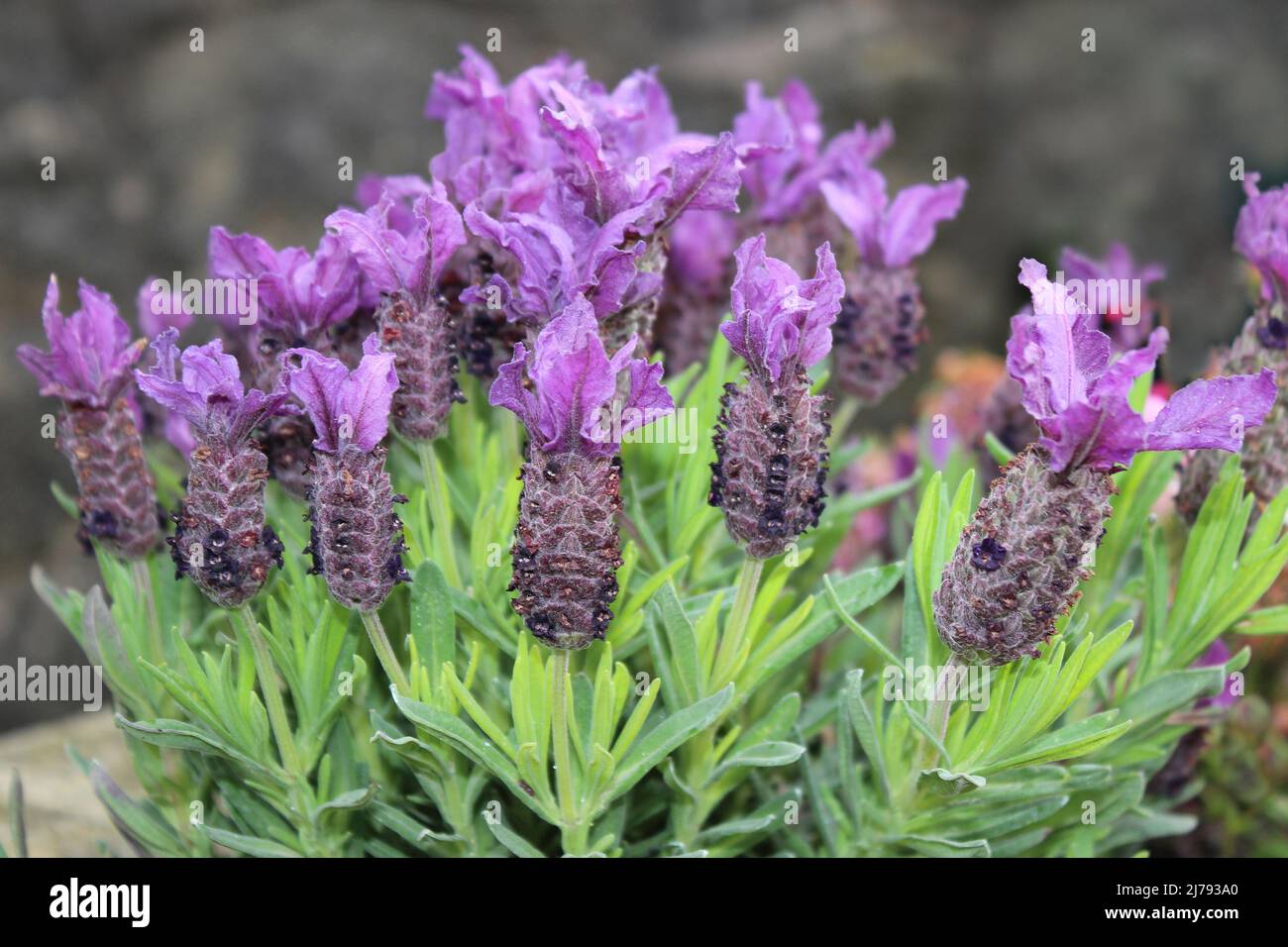 French Lavender - Lavandula stoechas Stock Photo