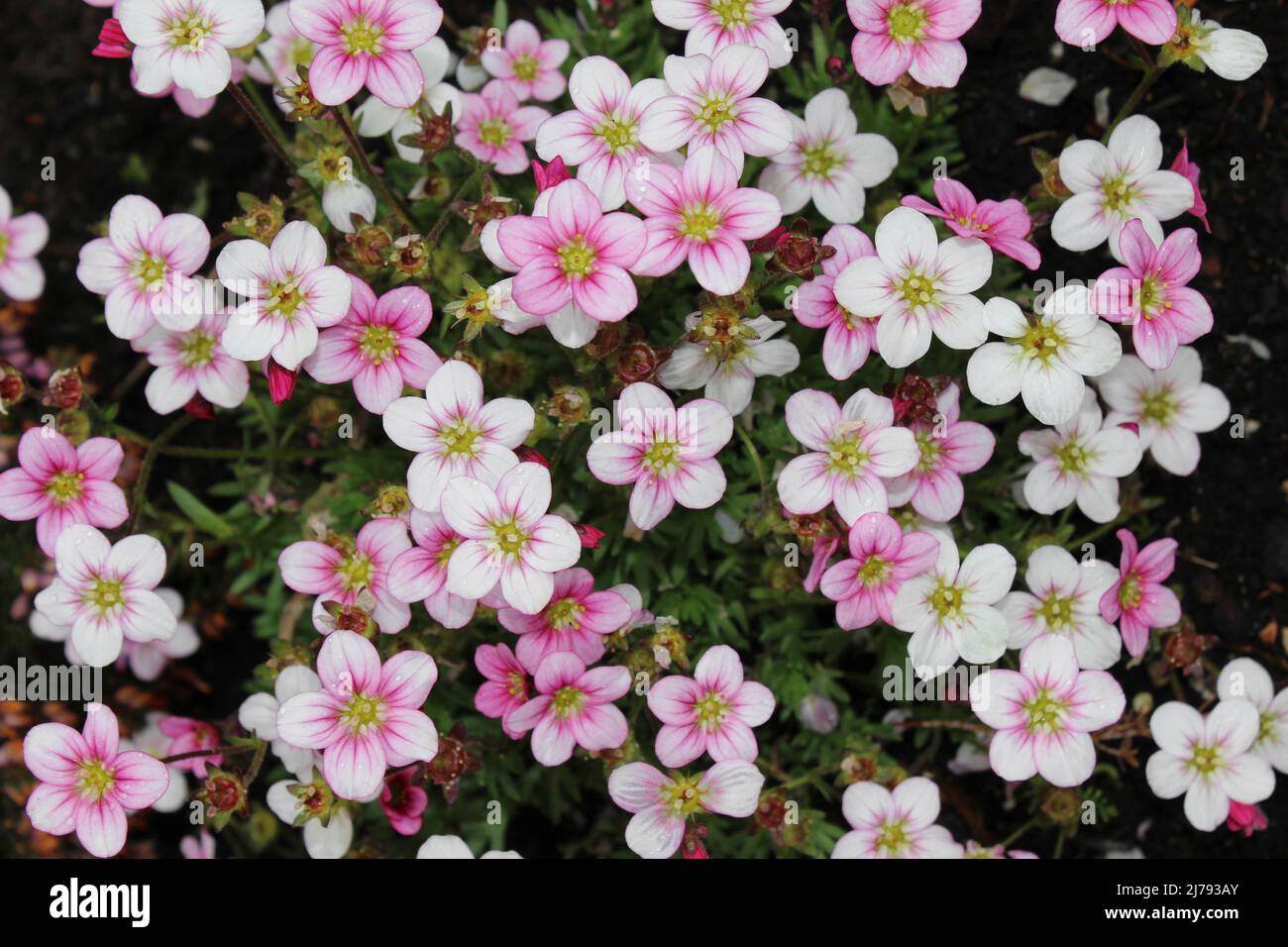 Saxifraga × arendsii Stock Photo