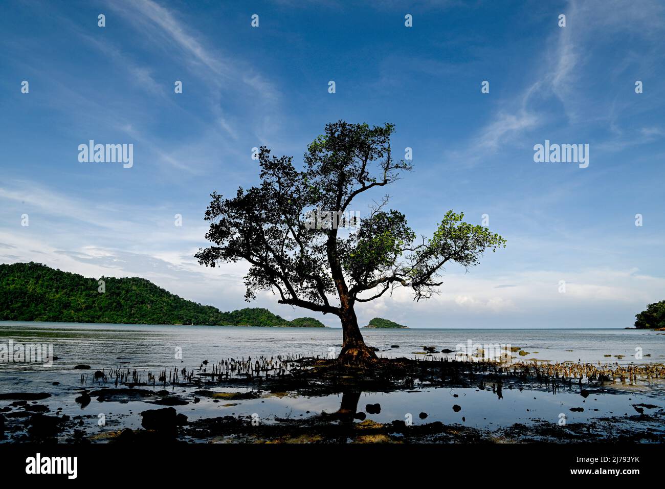 The resort's lonely tree at Blue Haven Bay by Siam Royal View at Chang Noi Beach, Koh Chang Island in Trat province. Koh Chang is a popular tourist resort island situated about 350 km southeast of the capital, Bangkok. Stock Photo