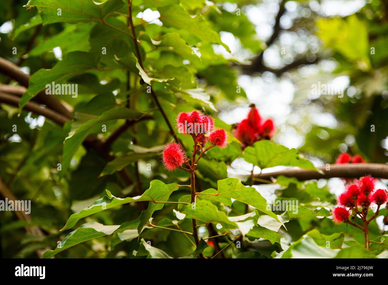 Lipstick Tree at west bengal, india Stock Photo Alamy