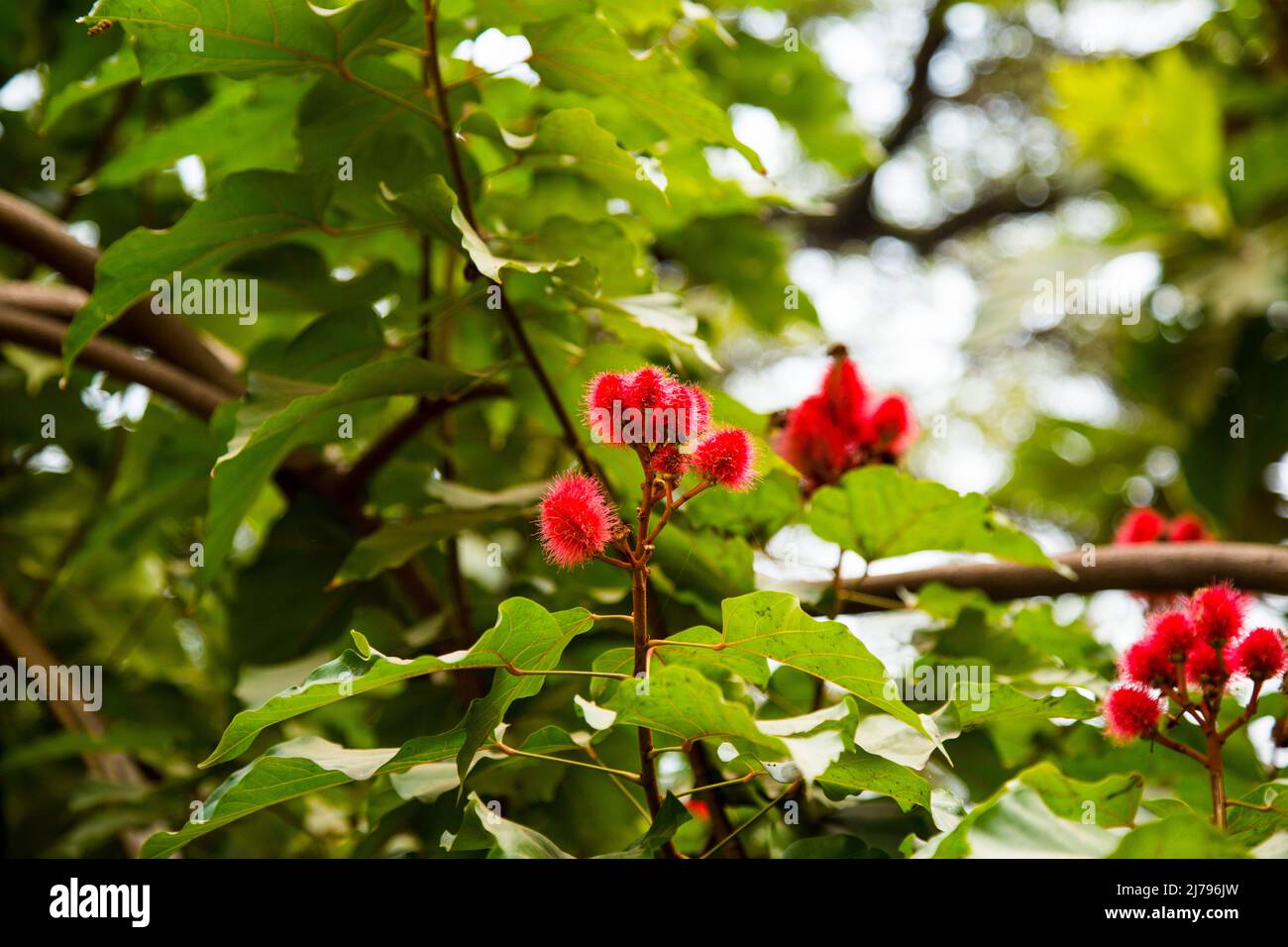 Lipstick Tree at west bengal, india Stock Photo