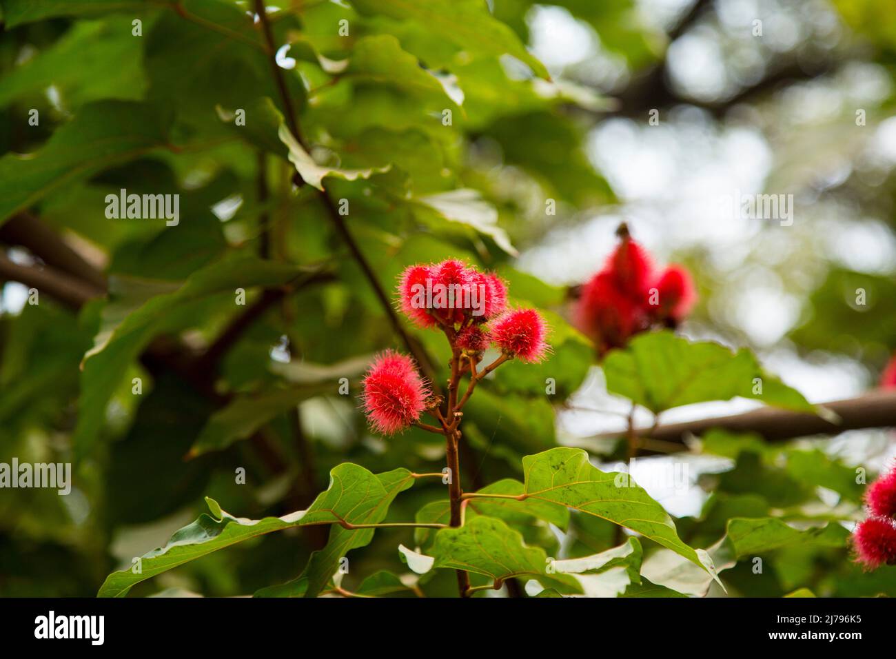 Lipstick Tree at west bengal, india Stock Photo Alamy