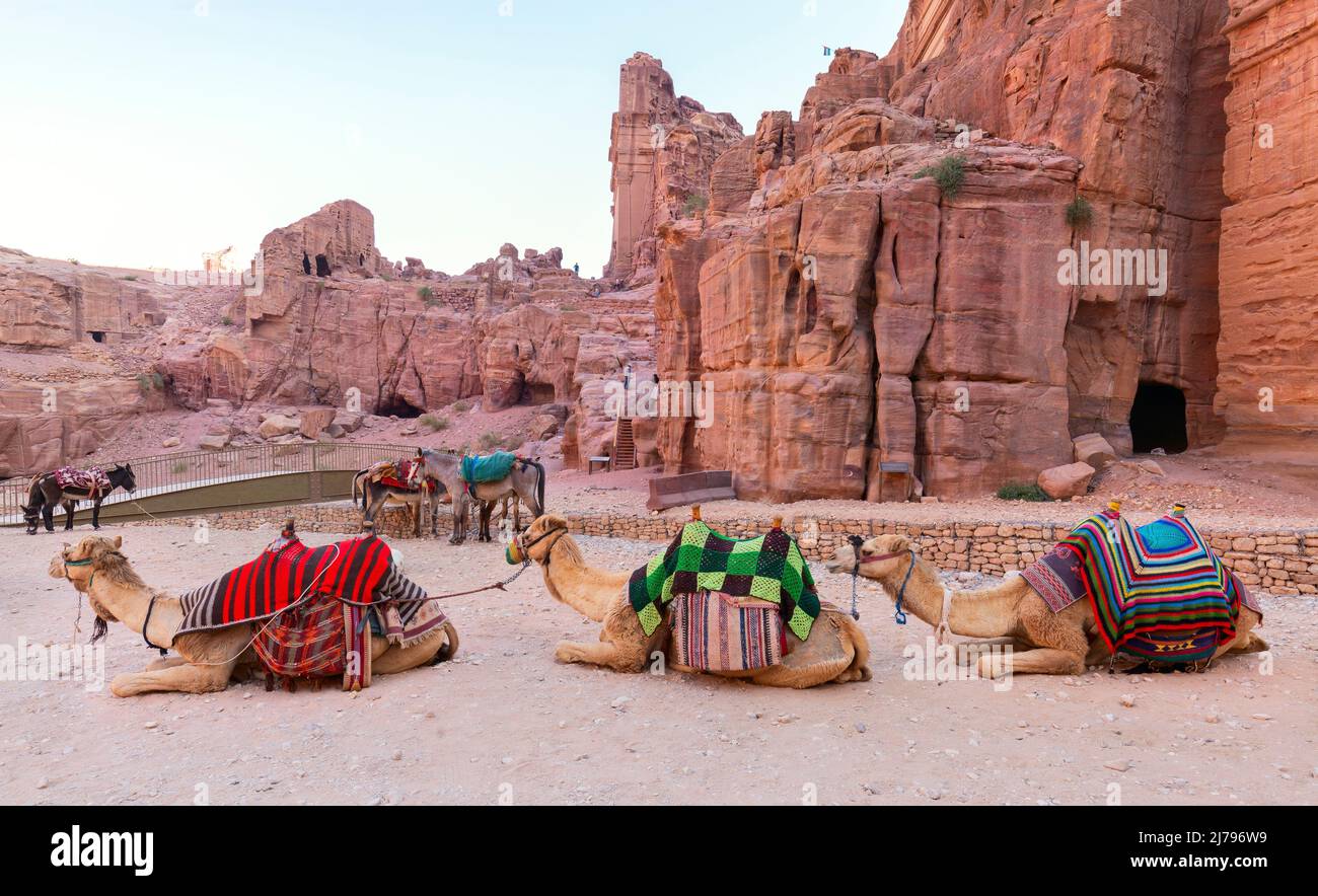 Camel in Petra, Jordan. Big animals red stone rock. Treasury Al-Khazneh, stone rock historic sight in Petra. Camel travel Jordan, Arabia holiday. Ston Stock Photo