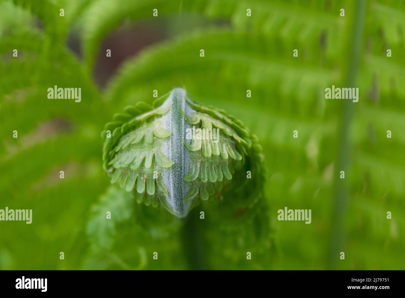 Pteridium aquilinum, common bracken,  eagle fern young leaf macro selective focus Stock Photo