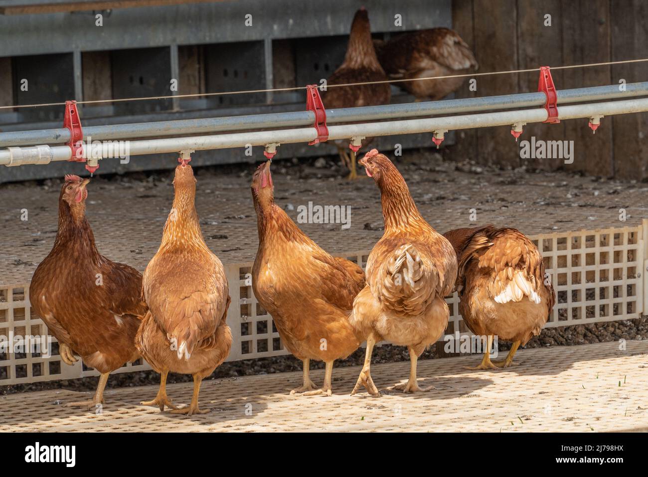 Chickens feeding on free range poultry farm in Lancaster County