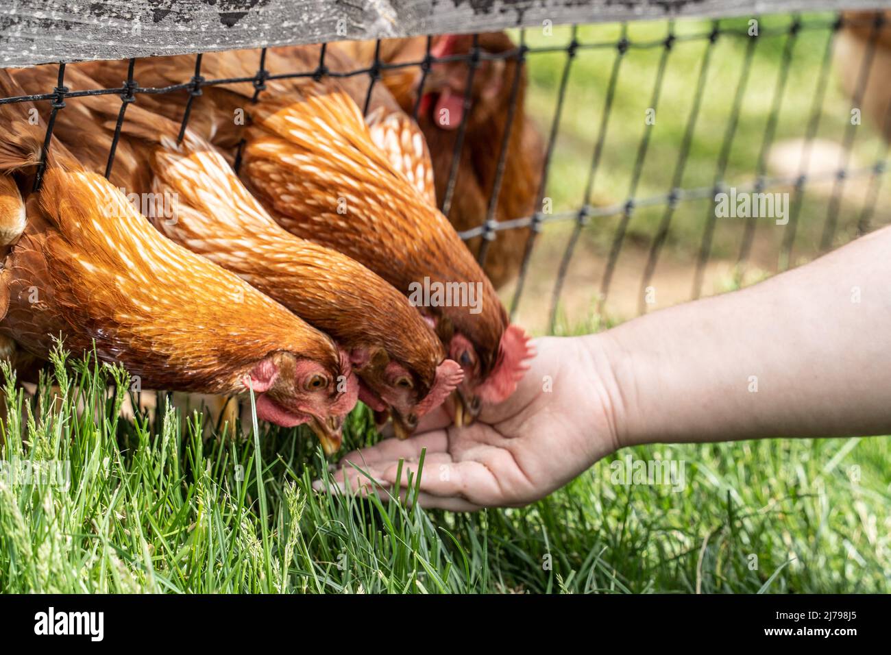 Chickens on free range poultry farm being feed by hand in Lancaster County, Pennsylvania Stock Photo