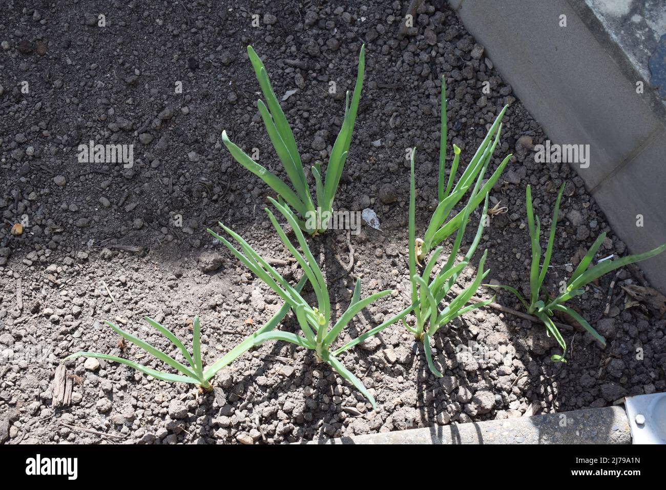 green onion sprouts Stock Photo