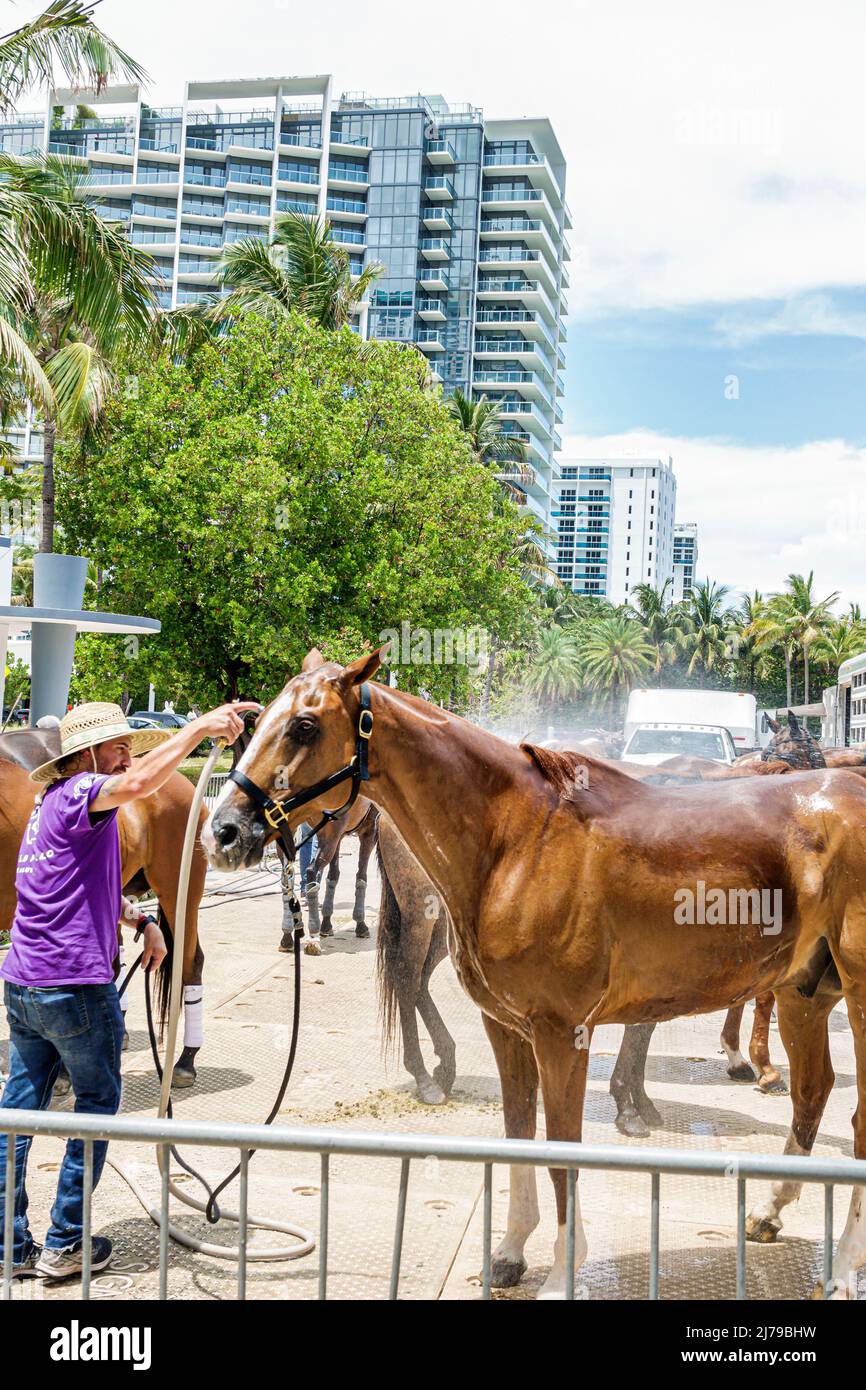 Miami Beach Florida Beach Polo World Cup Miami annual event ponies horses trailer W South Beach Hotel Collins Park hose hosing cooling down off worker Stock Photo