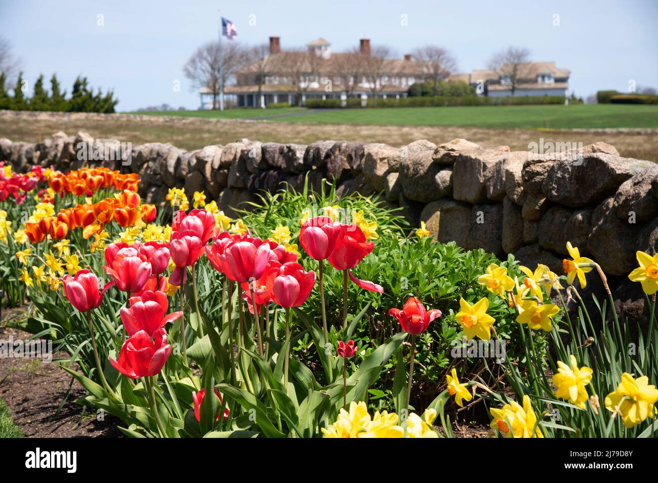 Tulips line the side of the road at an upscale Cape Cod home.  Dennis, Massachusetts, USA Stock Photo