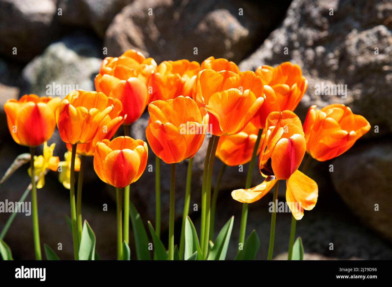 Tulips along the side of the road next to a stone wall on Cape Cod, USA Stock Photo