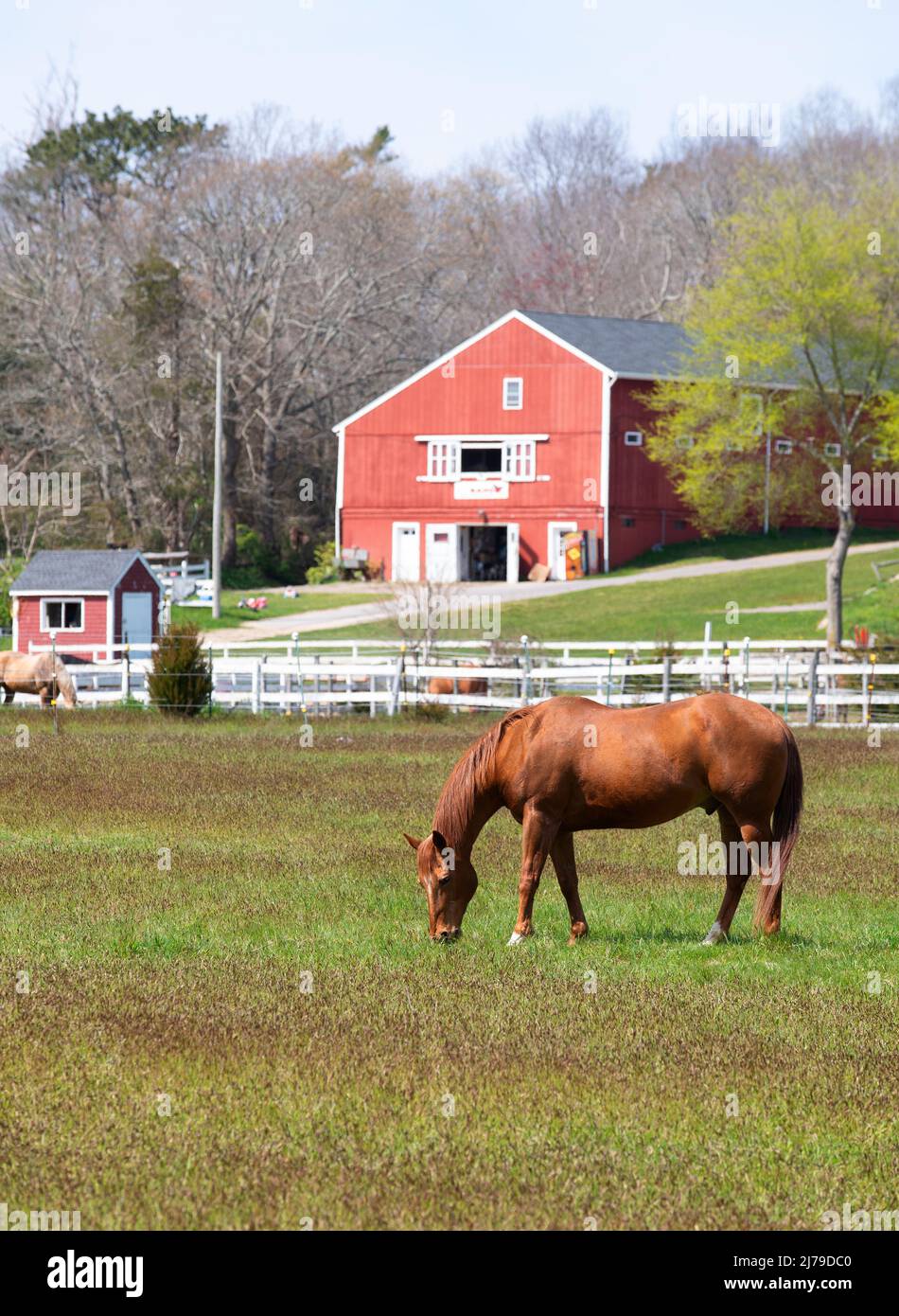 Horses graze in the fields of C J's Ranch, West Barnstable, Massachusetts, on Cape Cod, USA Stock Photo