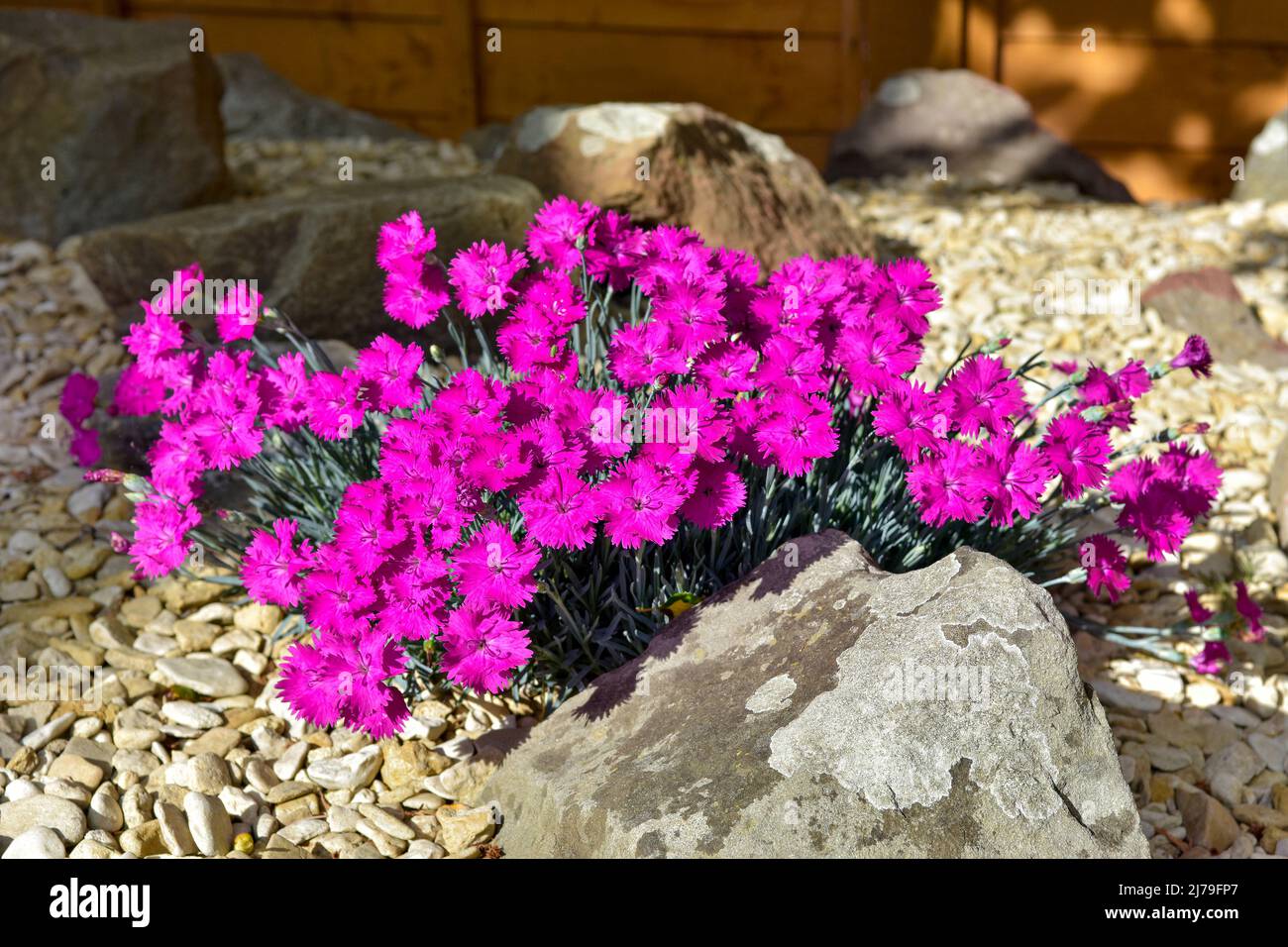 Pink Dianthus flowers in full bloom in summer. Variery Neon Star Stock Photo