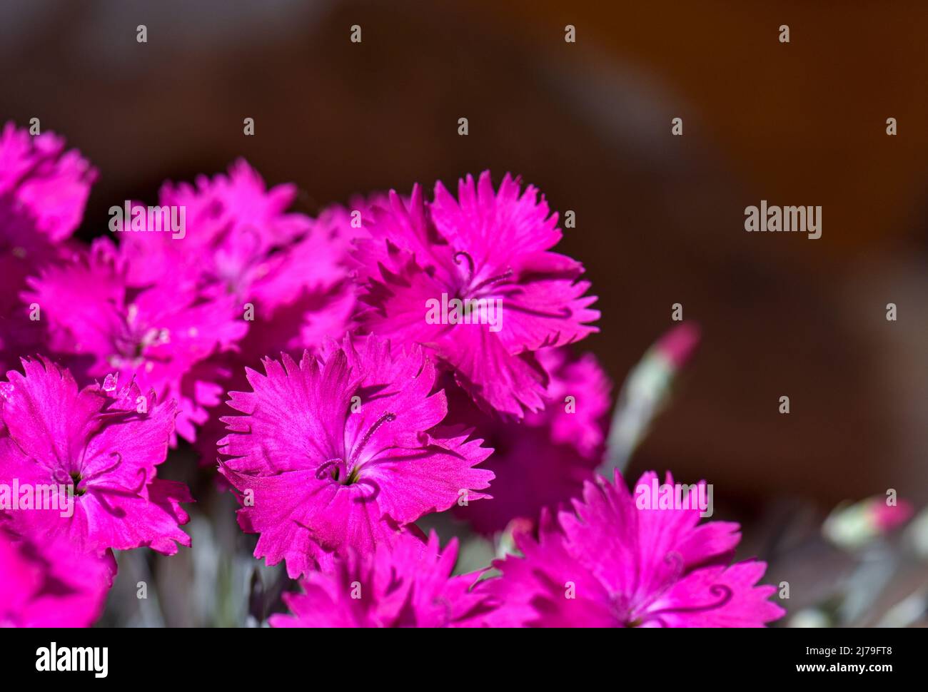 Pink Dianthus flowers in full bloom in summer. Variery Neon Star Stock Photo