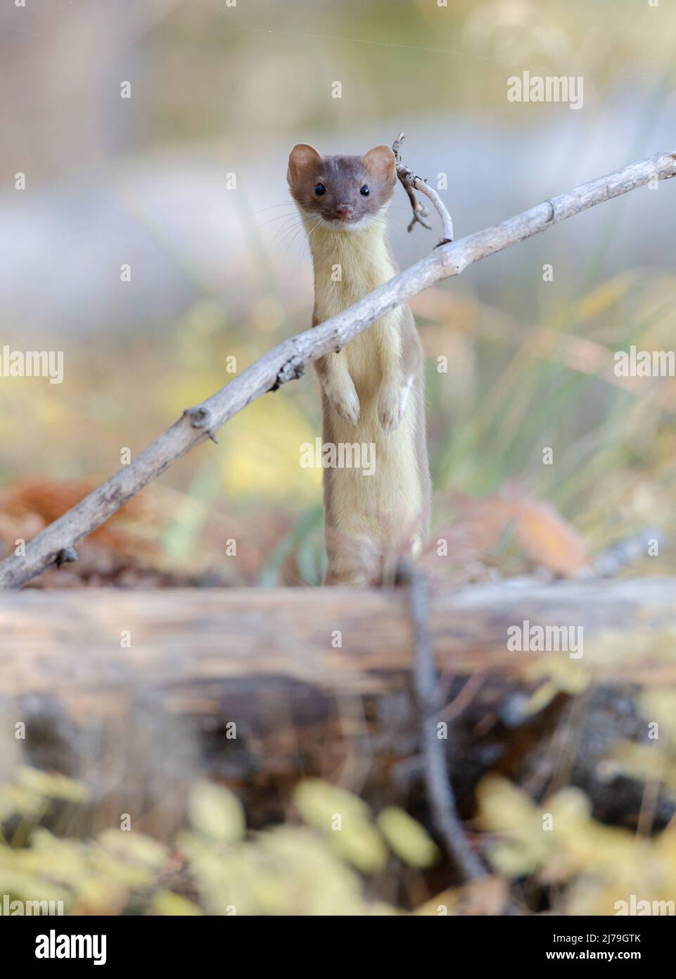 Short-tailed Weasel (Mustela erminea).  Yellowstone National Park, Wyoming, USA. Stock Photo